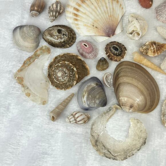Mixed Lot 7oz Assorted Beach Seashells Starfish Natural Ocean Shell Decor Craft - Picture 2 of 8